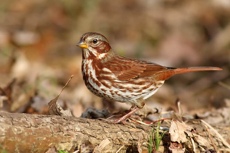 Fox sparrow