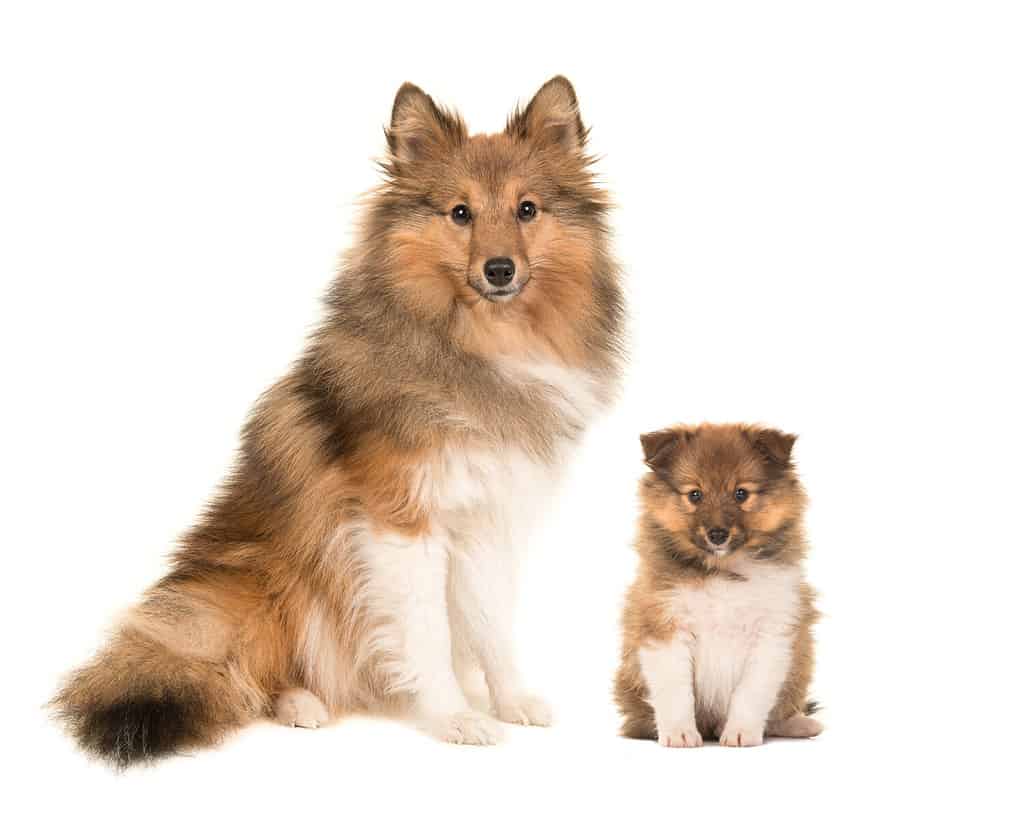 Shetland sheepdog adult and puppy sitting next to eachother facing the camera isolated on a white background