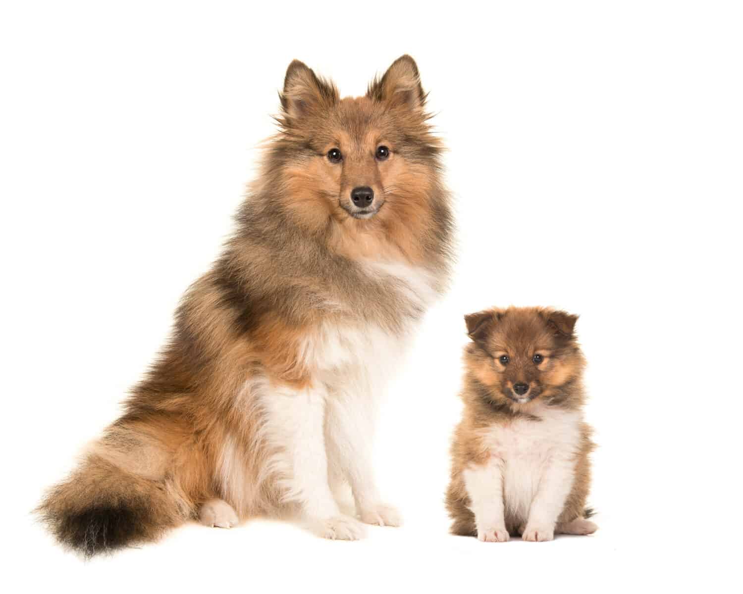 Shetland sheepdog adult and puppy sitting next to eachother facing the camera isolated on a white background