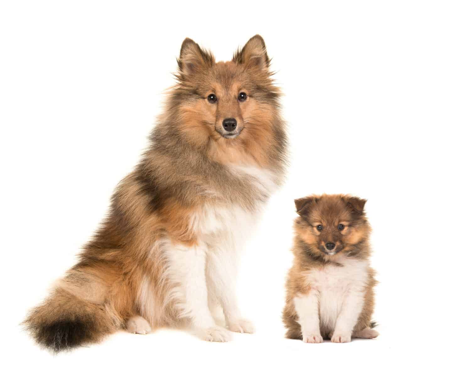 Shetland Sheepdog Progression Growth Chart, Milestones, and Training