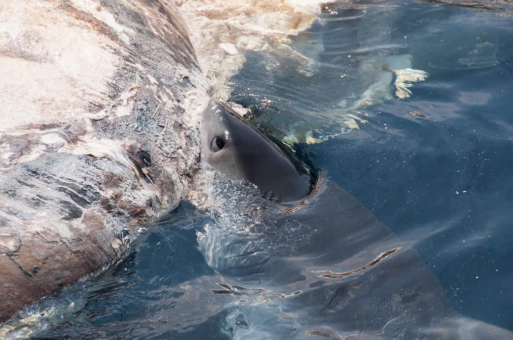 Close up of a shark attempting to take a bite out of a dead blue whale