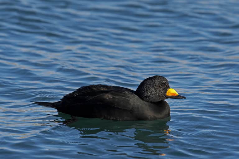 Black scoter(Melanitta nigra)