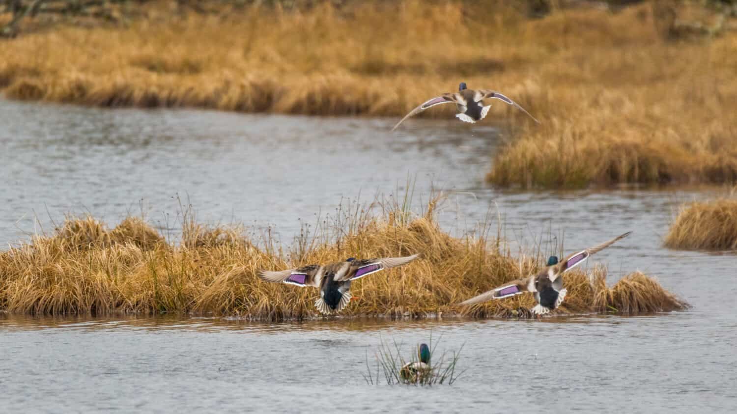 Two colorful ducks flying over a pond. Nisqually wildlife refuge, Washington, USA
