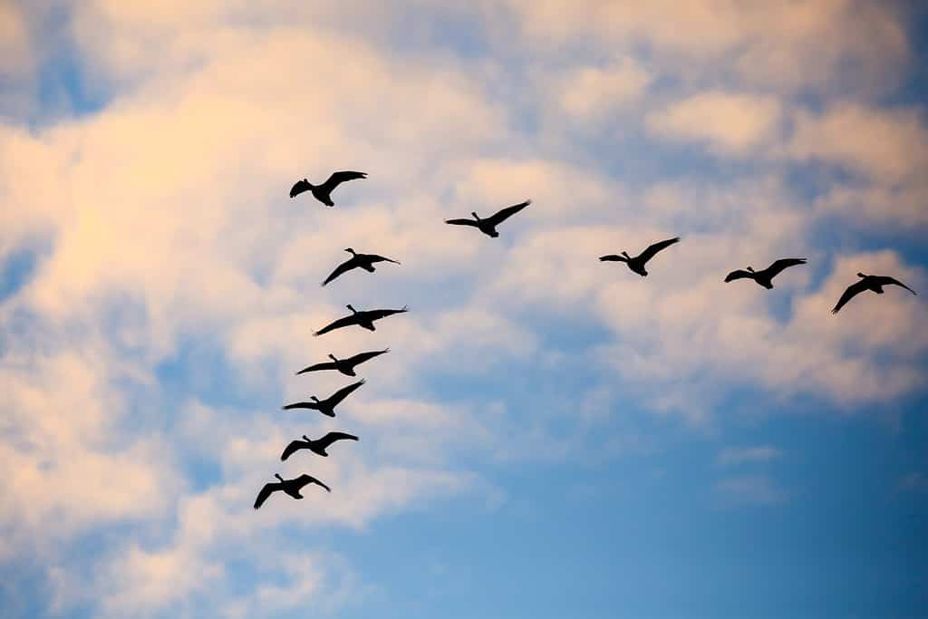 Flock of Canada geese (Branta canadensis) flying in a V formation in a November sky.
