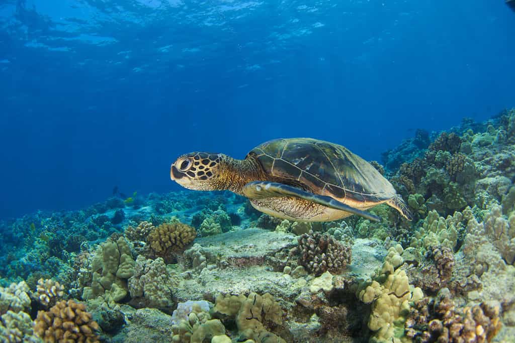 Green sea turtle in Kona Hawaii