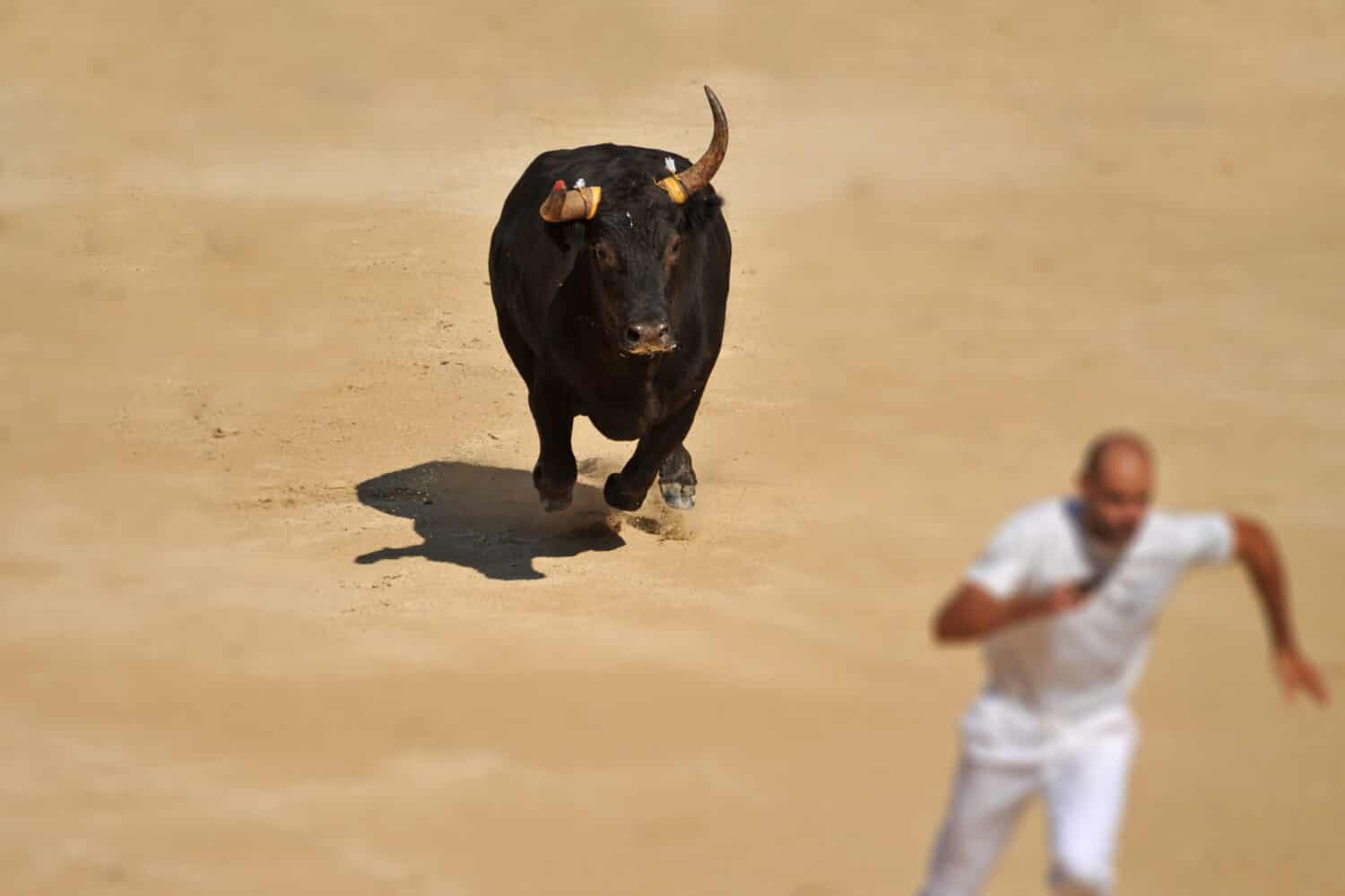 Furious bull in the bullfight arena running near a man