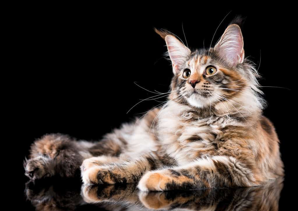 Portrait of domestic tortoiseshell Maine Coon kitten. Fluffy kitty on black background. Adorable curious young cat lying down and looking away.