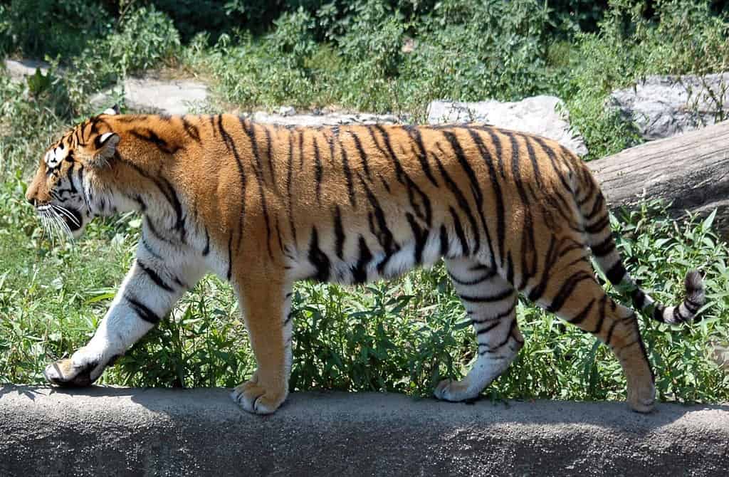 tiger stalking.Buffalo zoo,Buffalo,New York