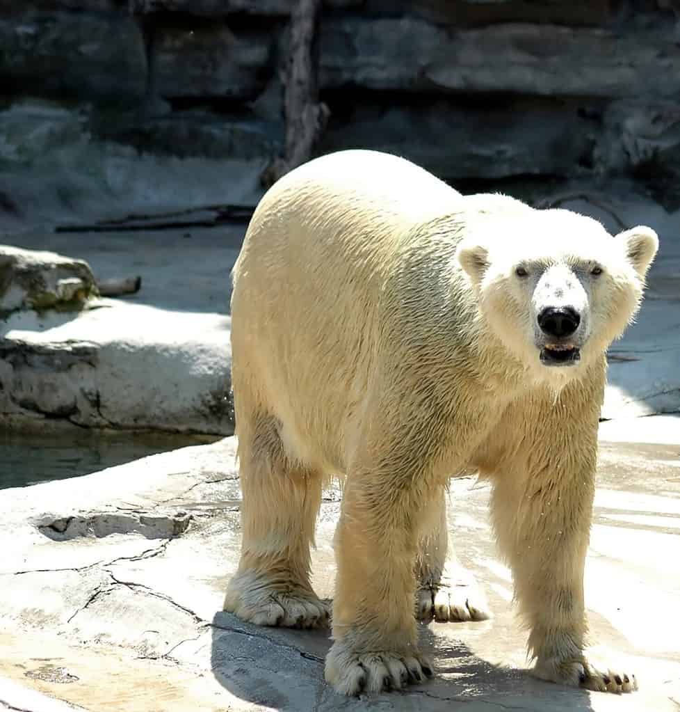Polar bear,Buffalo Zoo,Buffalo,New York