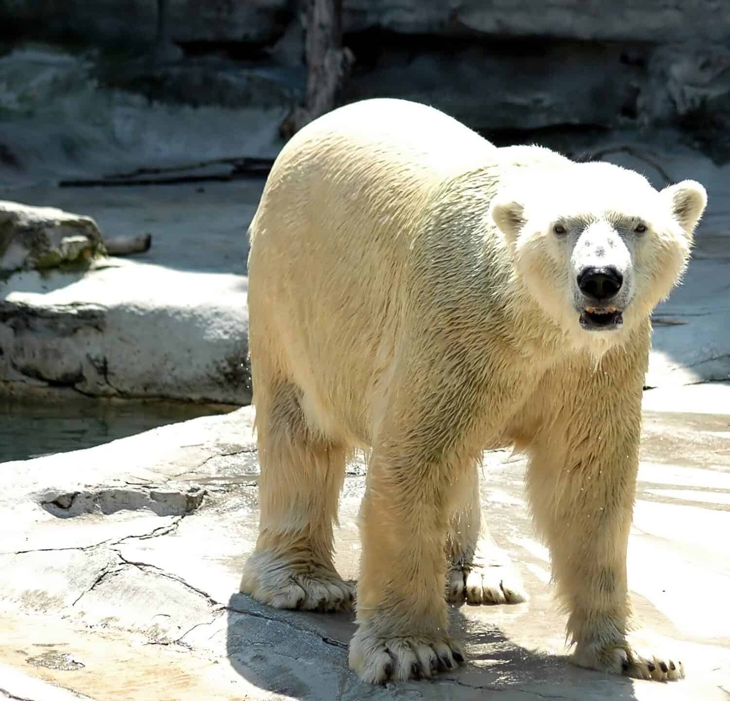 Polar bear,Buffalo Zoo,Buffalo,New York