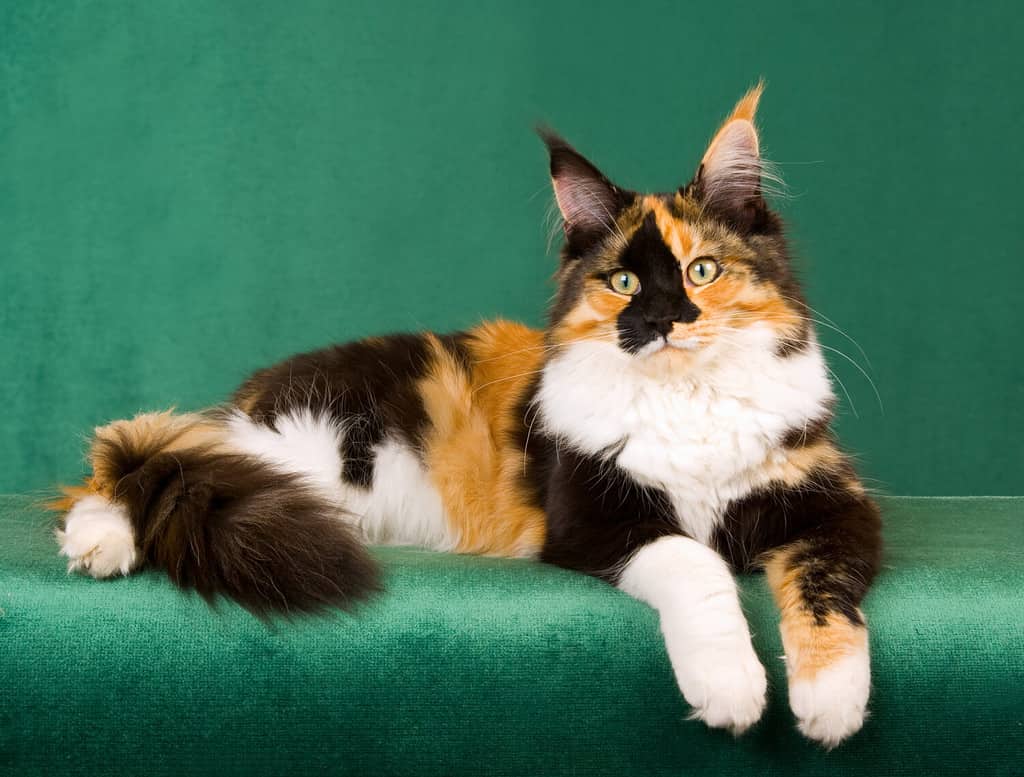 Calico Maine Coon cat on green background
