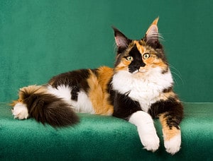 Discover Why Male Calico Cats Are So Rare Picture
