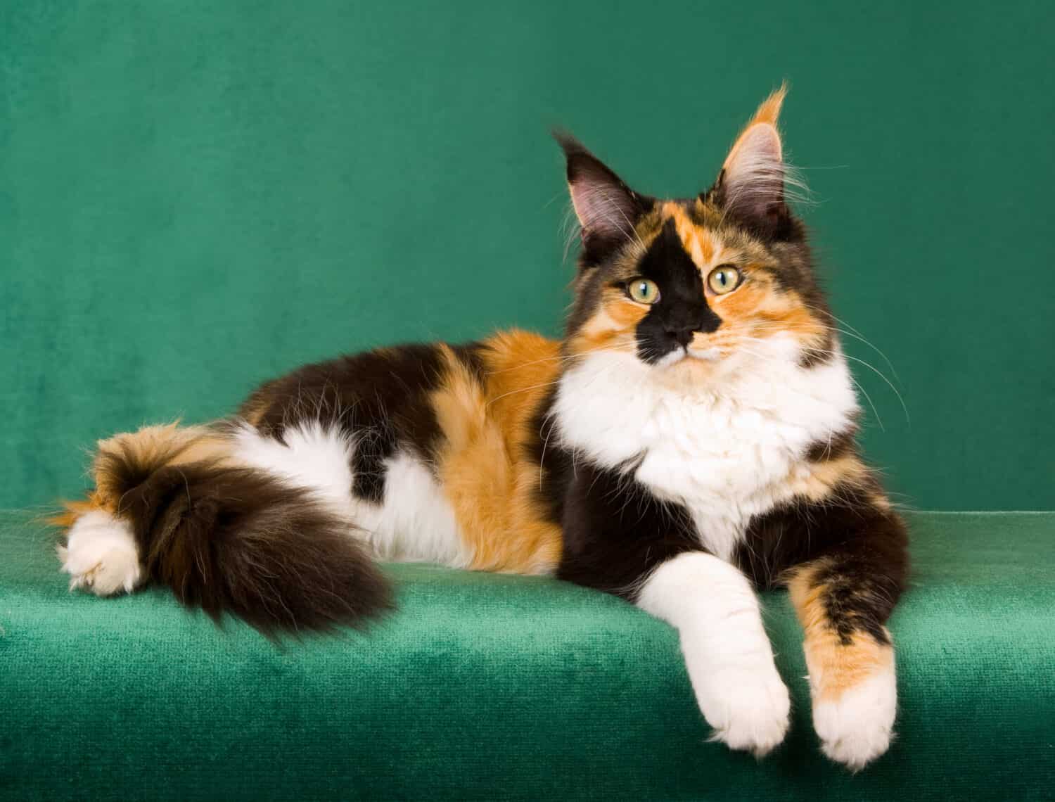 Discover Why Male Calico Cats Are So Rare - A-Z Animals