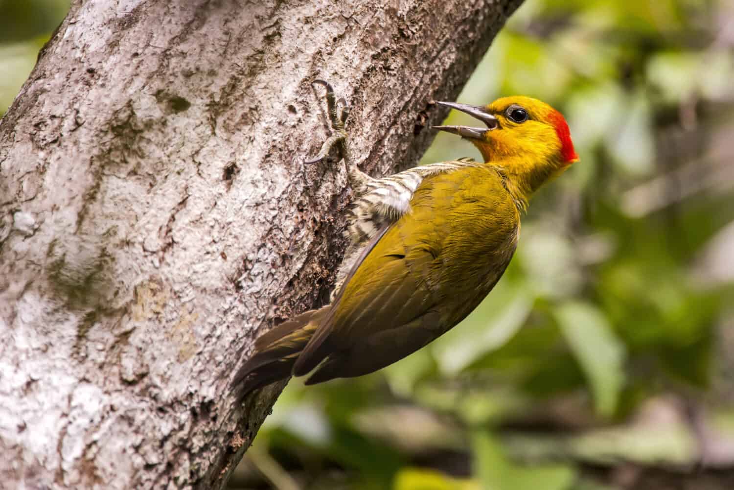 Yellow-throated Woodpecker (Piculus flavigula) photographed in Sooretama/Linhares, Espi­rito Santo - Southeast of Brazil. Atlantic Forest Biome.