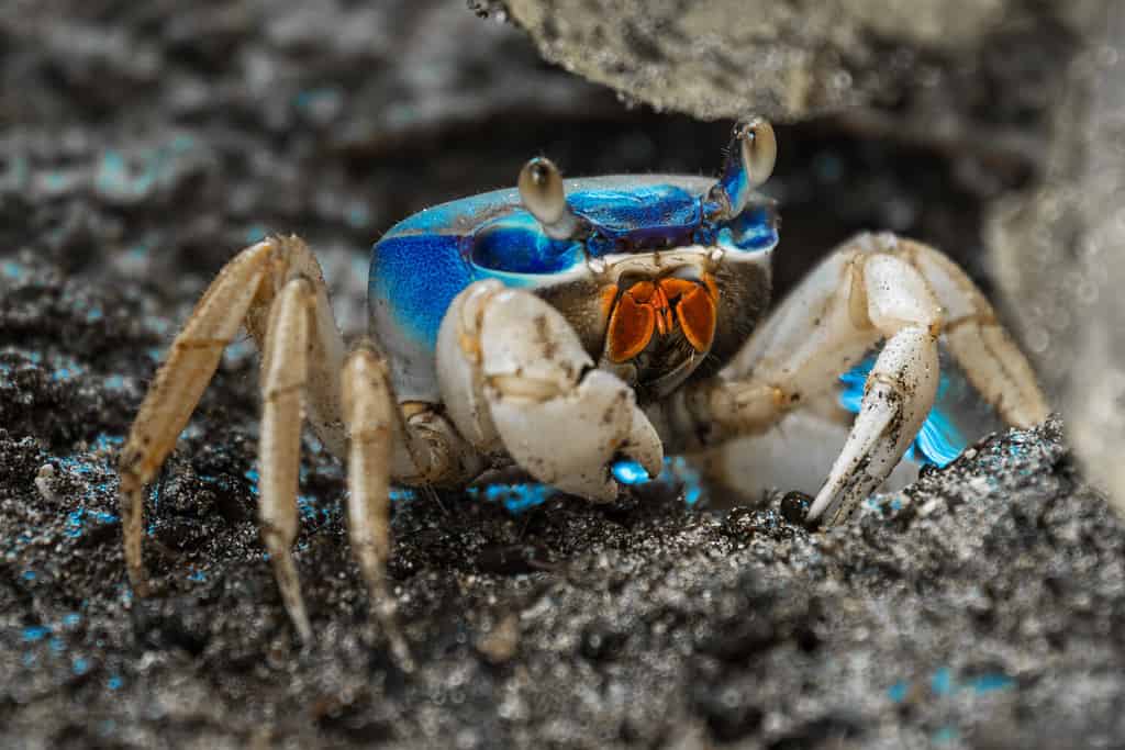 Blue land crab (Cardisoma guanhumi) guarding the burrow. Cahuita National Park, Costa Rica