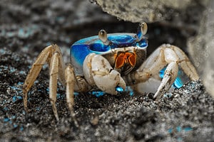 Discover the 15+ Types of Crabs Crawling Florida’s Beaches Picture