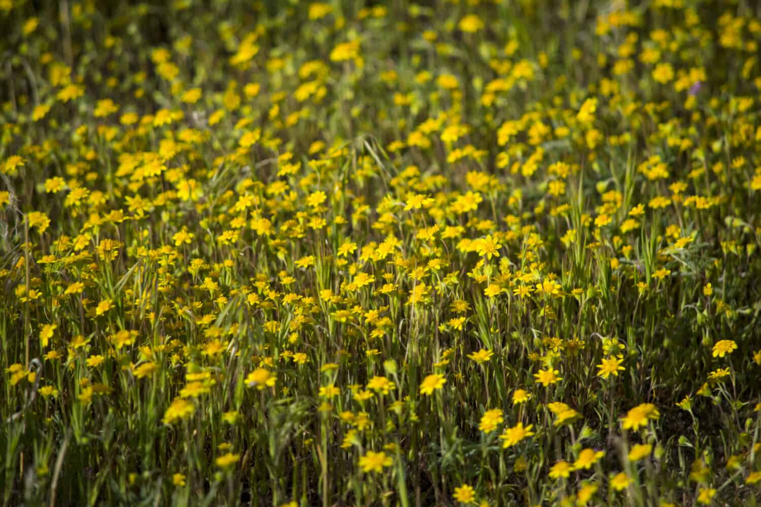 Goldfields (Lasthenia californica) at Antelope Valley Poppy Reserve March 2017