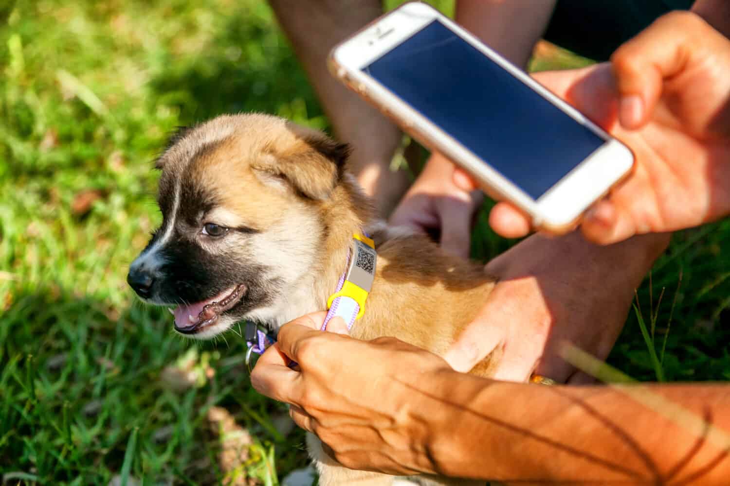 Identification of a lost animal with the help of the latest technology and the Internet. Collar with a QR chip with information about the owners and mobile phone. A little cute puppy