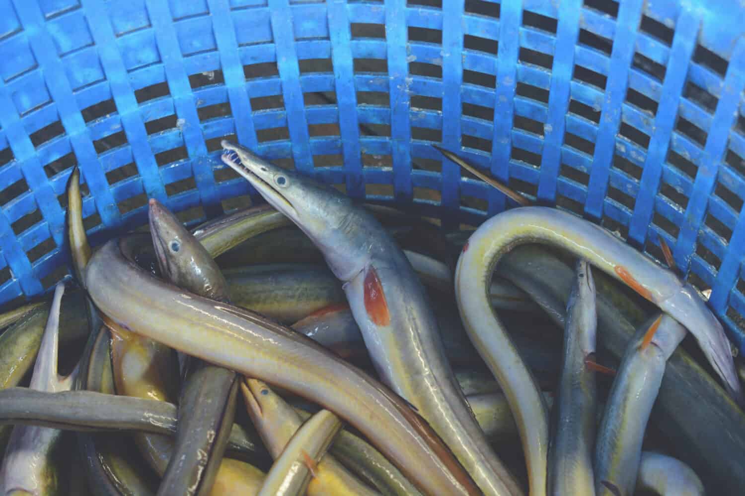 fresh conger-pike eel fish (daggertooth pike-conger, Indian pike conger, congresox talabonoides) on blue basket in morning market.