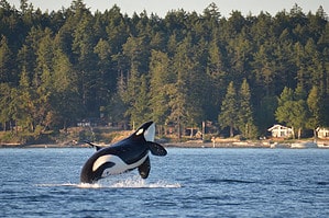 Witness This Powerful Killer Whale Knock a Dolphin Over Mid-Air Picture