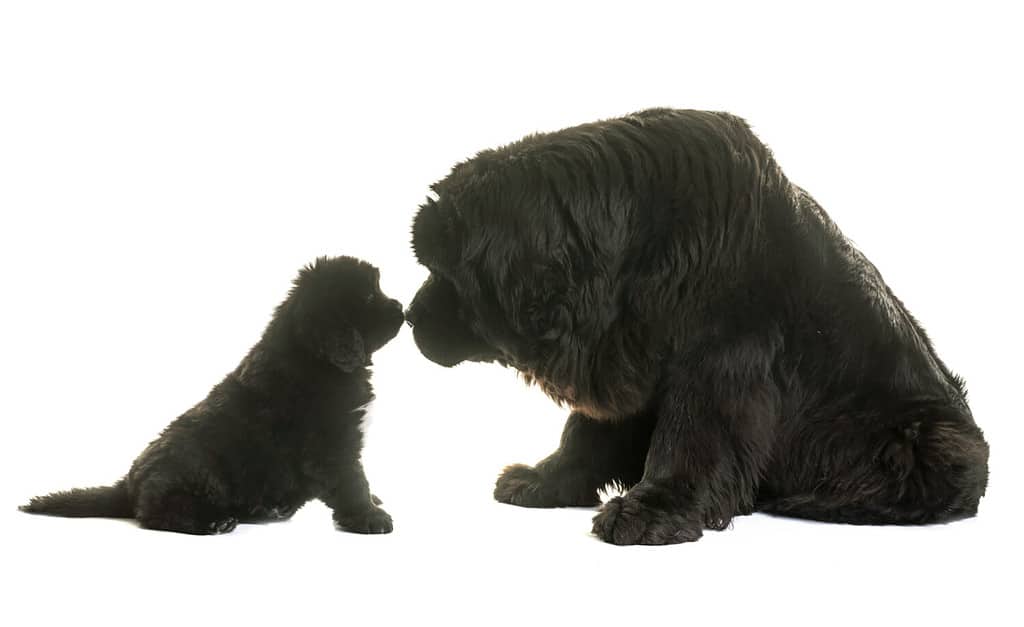 puppy and adult newfoundland dog in front of white background