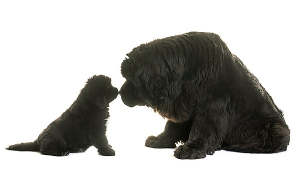 Male vs Female Newfoundland: 6 Key Differences - A-Z Animals