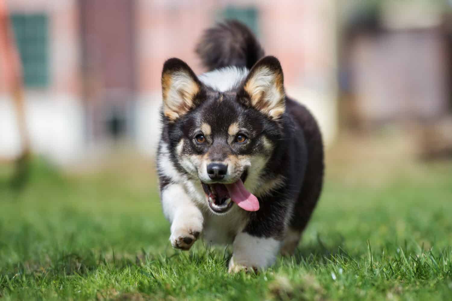 happy welsh corgi pembroke dog running outdoors