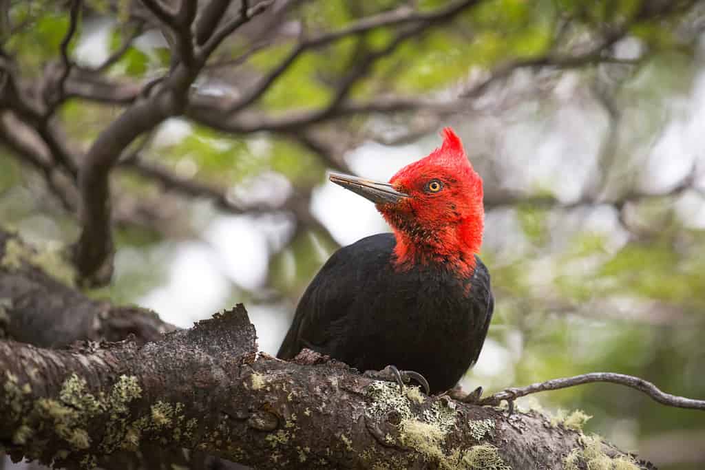 Magellanic Woodpecker at National Park Los Glaciares, Patagonia