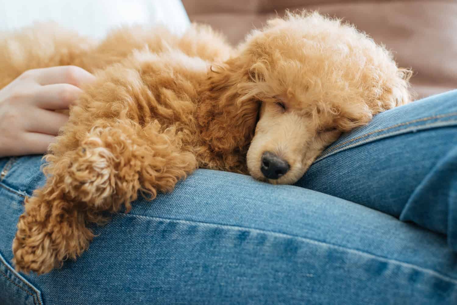 Young girl is resting with a dog on the armchair at home . Poodle.
