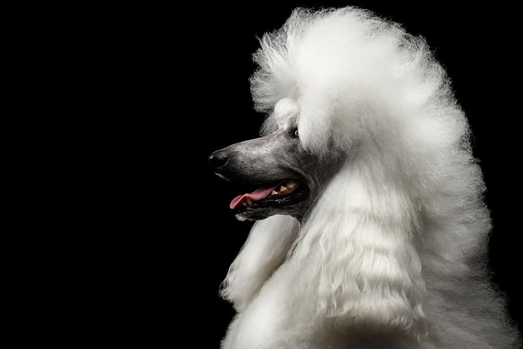 Portrait of White Royal Poodle Dog with Hairstyle Looking at side Isolated on Black Background, Profile view