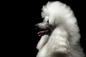 Poodle Prices in 2024: Purchase Cost, Vet Bills, and More! Picture