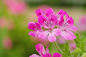Discover 10 Different Colors of Geraniums to Liven up Your Yard Picture