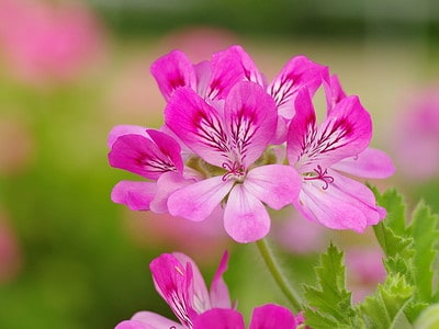 A Discover 10 Different Colors of Geraniums to Liven up Your Yard