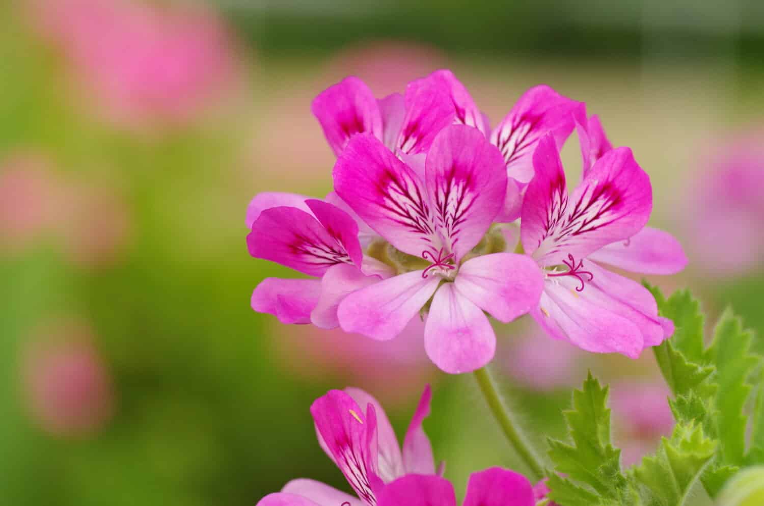 Rose geranium