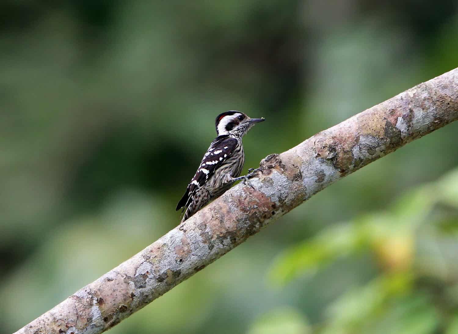  Grey-capped pygmy woodpecker, Grey-capped woodpecker