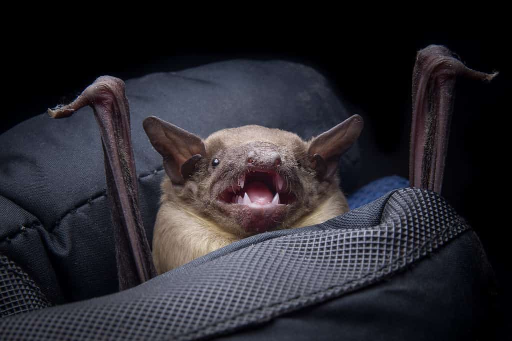 bat with sharp teeth