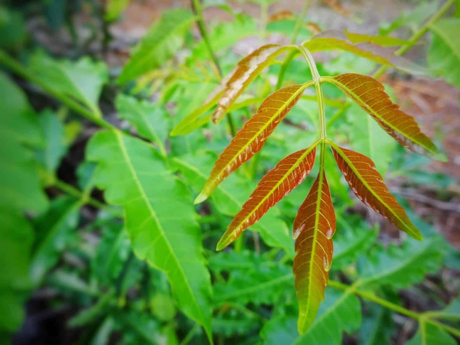 Top leaf of quinine tree. 