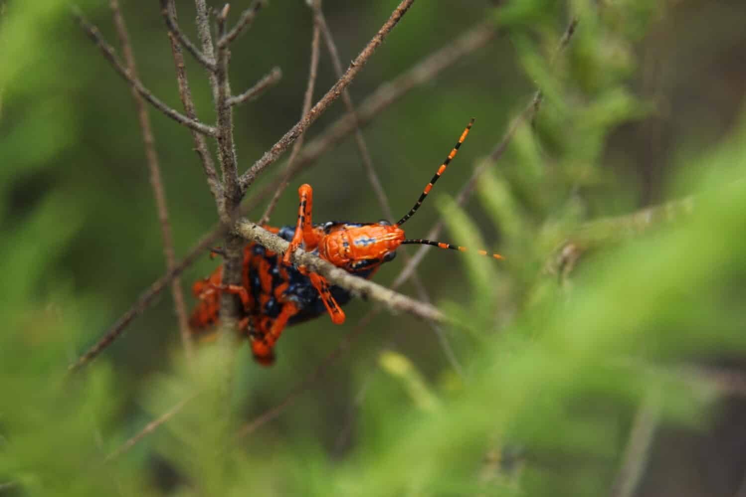 Leichhardt's Grasshopper in Litchfield National Park