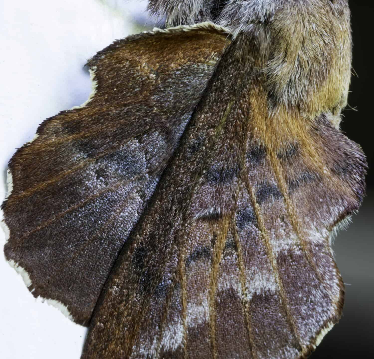 American Lappet Moth - Looks like a leaf resting on white