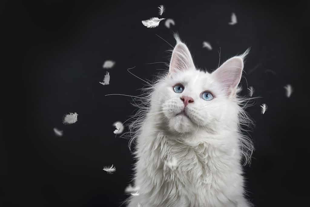 solid white Maine Coon cat looking at falling feathers
