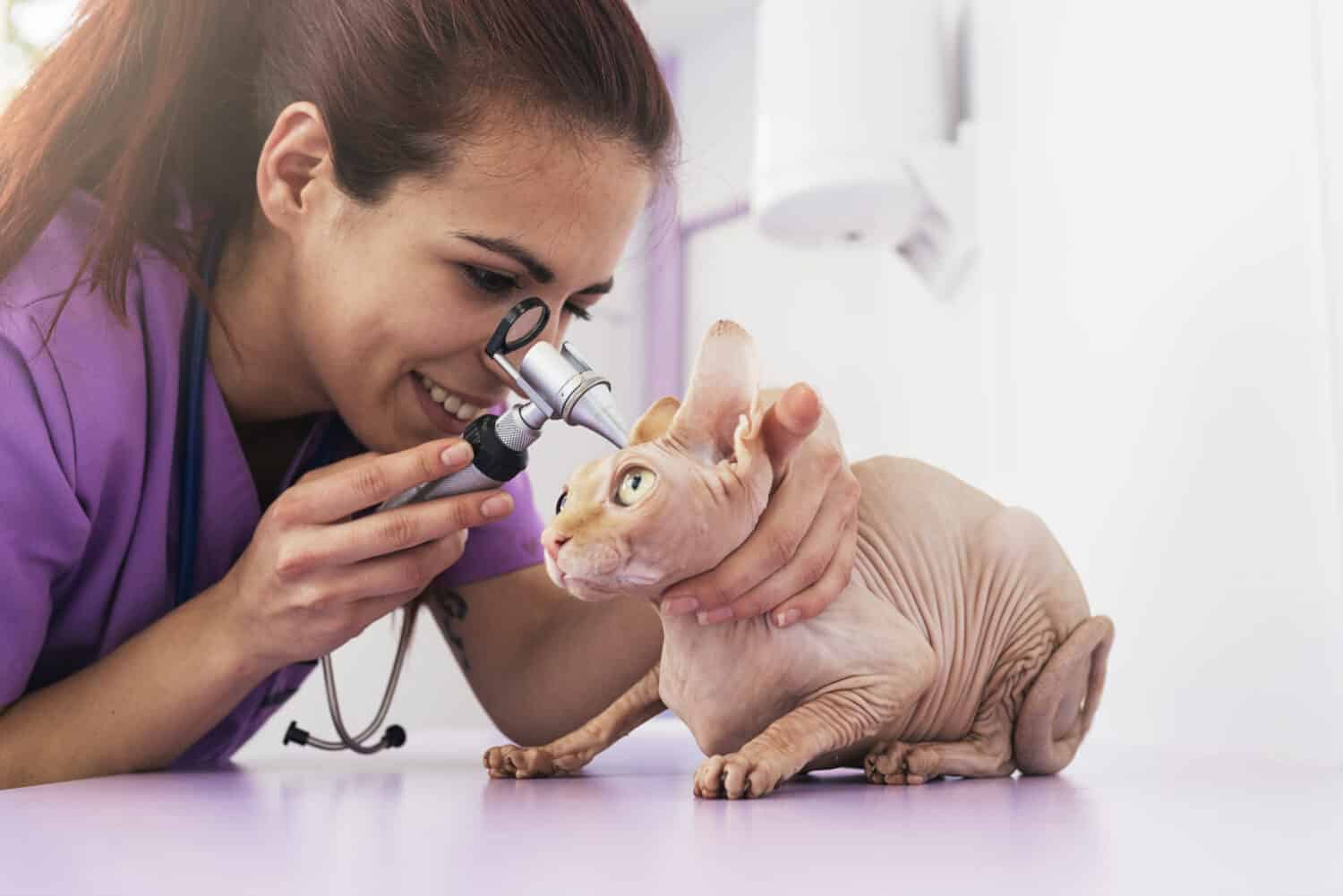 Veterinarian doctor is making a check up of a cute beautiful cat. Veterinary Concept.