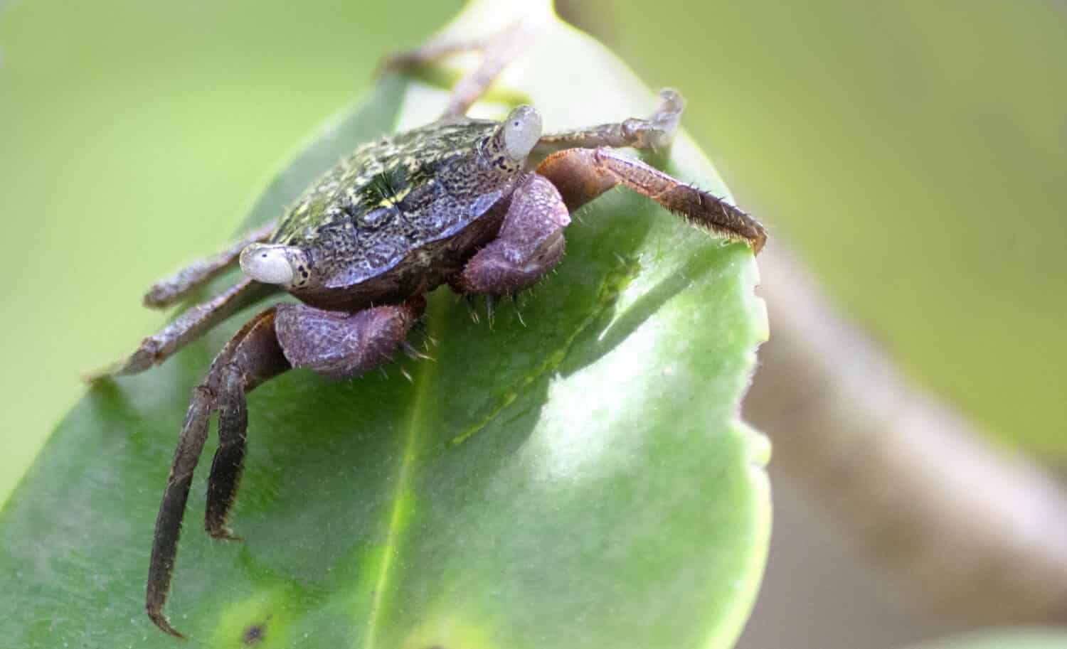 A tiny Mangrove Tree Crab  on a mangrove tree leaf in a mangrove swamp in Naples, Florida