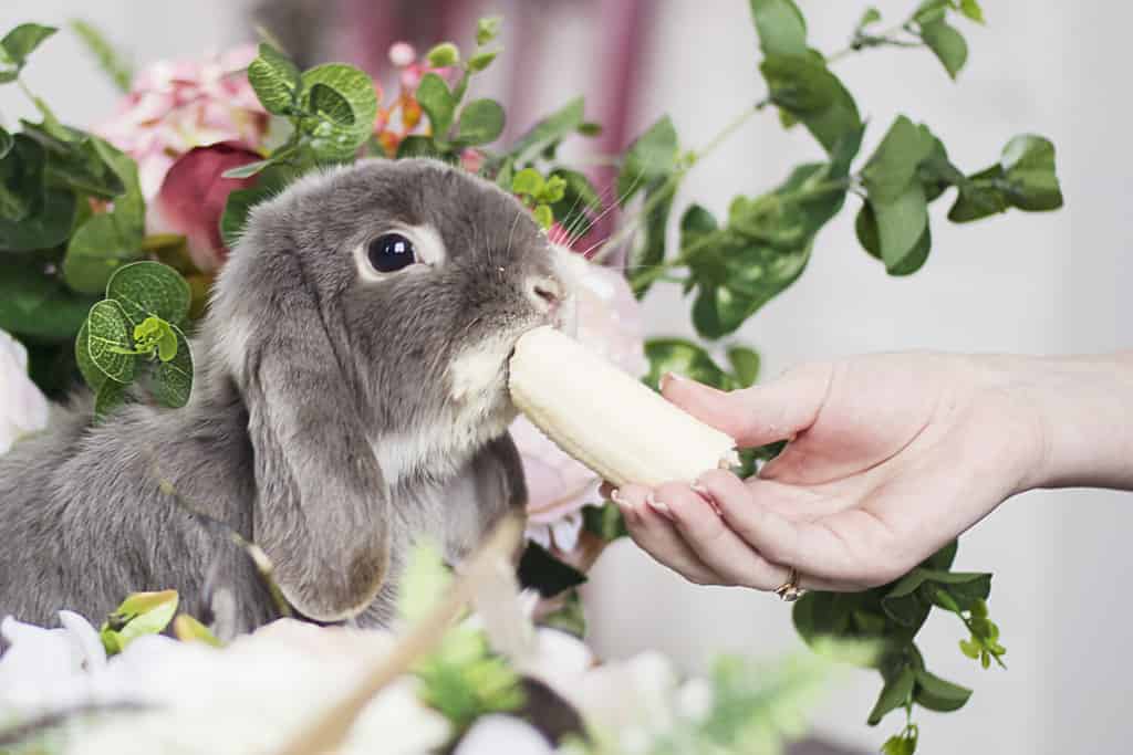Rabbit eating a banana from girl's hands
