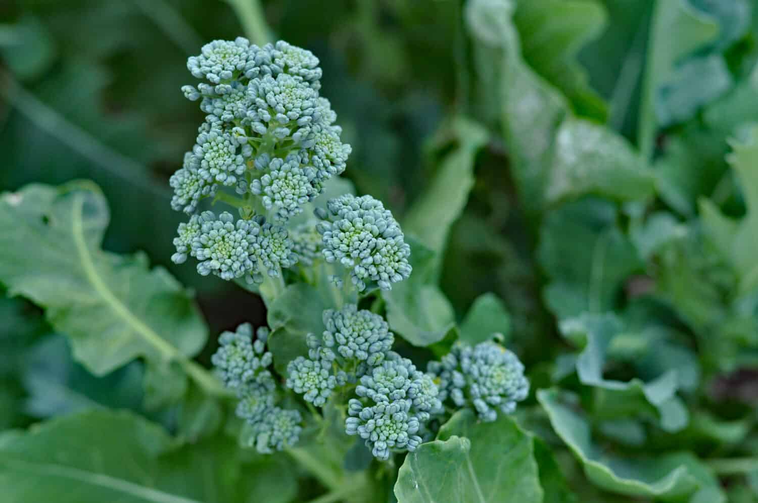 Broccolini stem growing in a vegetable patch