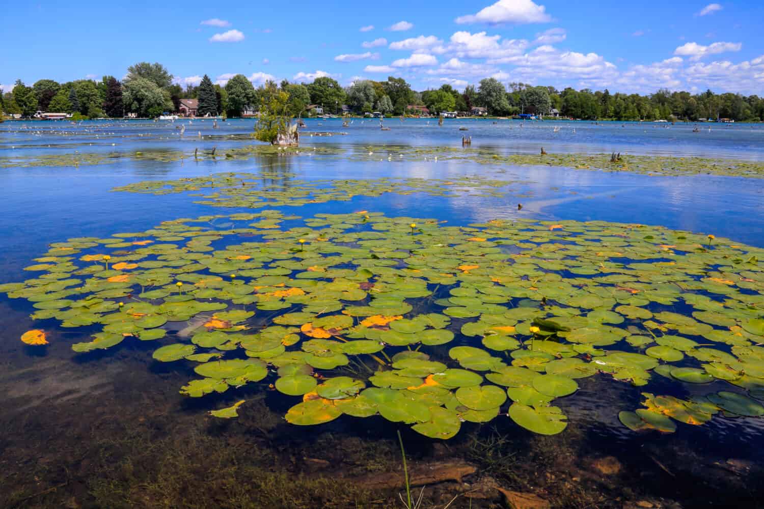 Lily pads in Elk Lake on a nice summer day at Elk Rapids, Michigan, USA