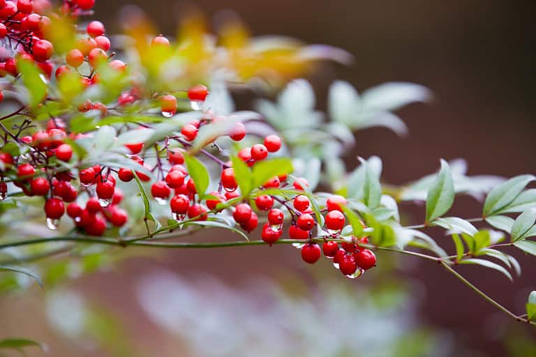 A bunch of red berries from heavenly bamboo, Nandina domestica