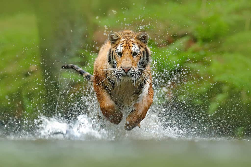 Siberian tiger, Panthera tigris altaica, low angle photo direct face view, running in the water directly at camera with water splashing. Attacking predator in action.
