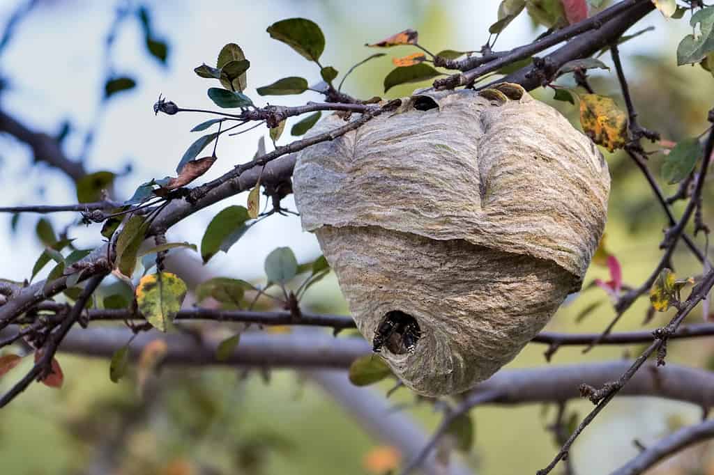 A Bald-faced Hornet nest attached to a tree in Toronto, Canada