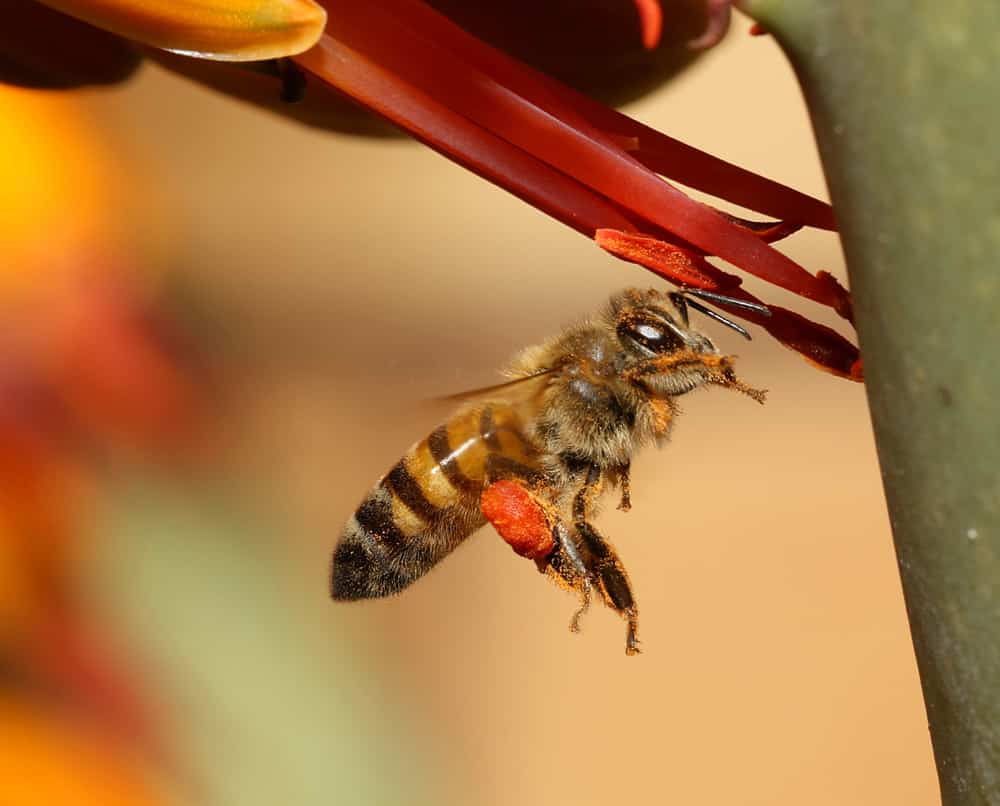 African honey bee in flight with its body covered in pollen