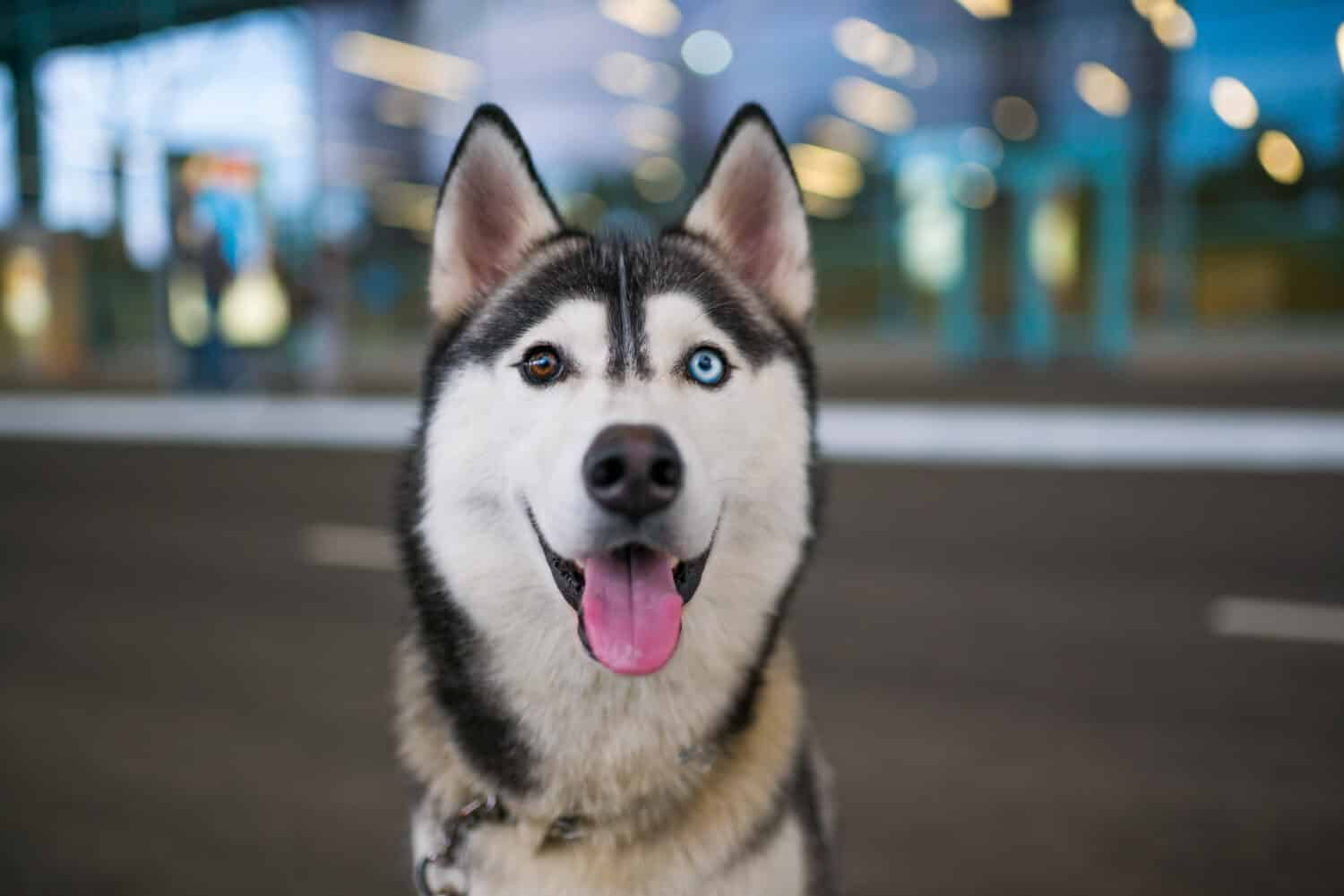 Portrait of funny Husky dog with heterochromia different eyes outdoors